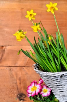Spring Wood Background