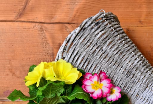 Spring Wood Background