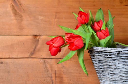 Spring Wood Background