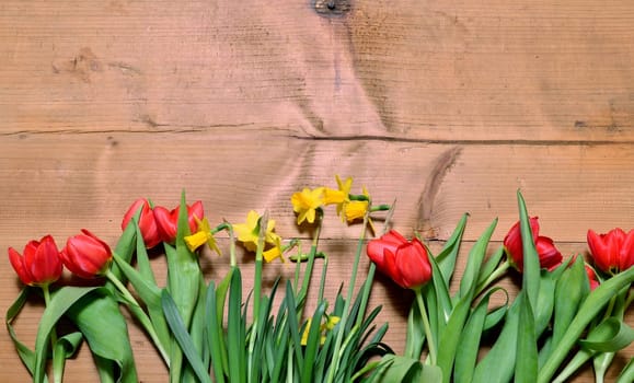 Spring Wood Background