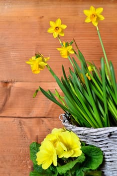 Spring Wood Background