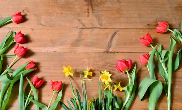 Spring Wood Background