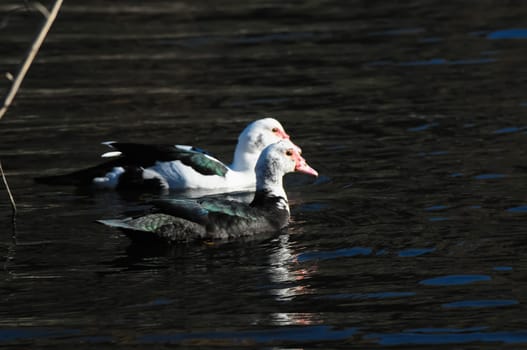 Muscovy Duck (Cairina moschata) on a Dark Black Water