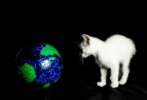 White Young Baby Cat and Globe on a Black Background