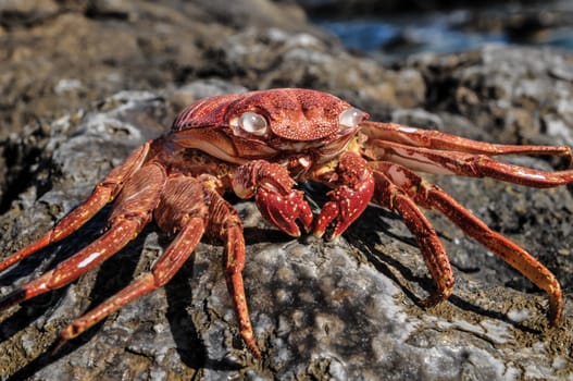 Orange Crab on Volcanic Rocks near the Atlantic Ocean