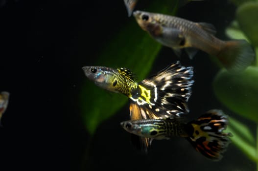 Guppy Multi Colored Fish in a Tropical Acquarium