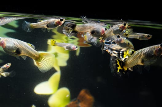 Guppy Multi Colored Fish in a Tropical Acquarium