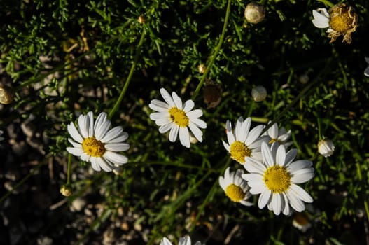 Some Fresh Yellow and White Camomilla Daisy Flowers