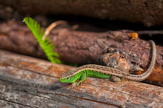 Sand lizard in her habitat during summer season.