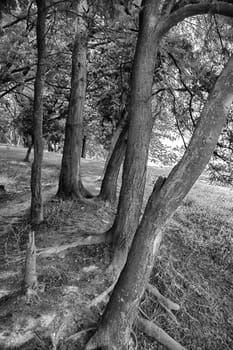 Black and white landscape of tree trunks in the forest near Vadu, Romania.