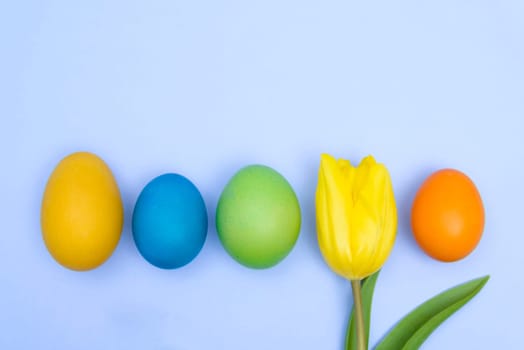 funny,joyful,amusing photo of easter multicoloured eggs against blue uniform background and yellow tulip.