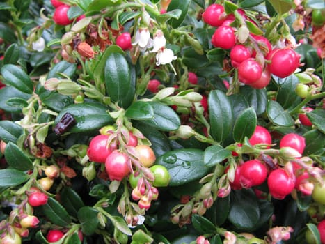 Cranberries