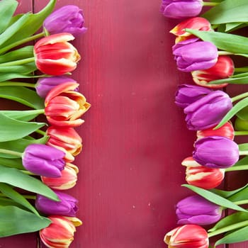 Fresh colorful tulips on red wooden background