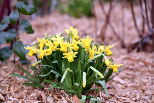 Details of a group of spring flowers, the jonquil or rush daffodil.