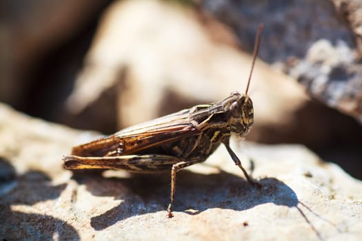 View of the grasshopper on rock in the countryside
