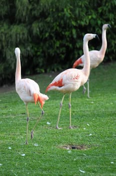 Pink Adult Flamingo on a Grass Ground