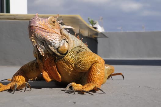 Colored Young Male Iguana Lizard on a Gray Surface