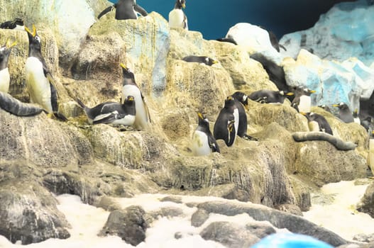 Black and White Colored Penguin in a Cold Place