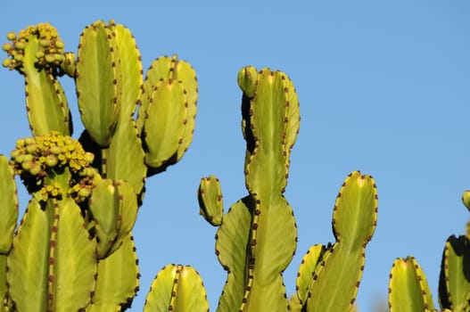 Flowering Cactus Illuminated by the Sunset Colors