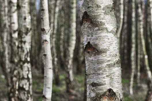 closeup of birch trees