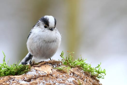 The long-tailed Aegithalos caudatus