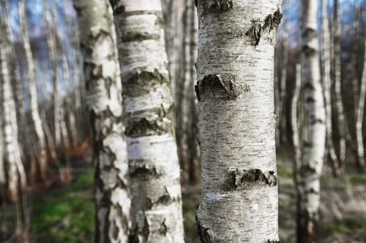 closeup of birch trees