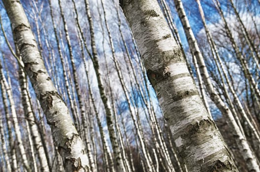 closeup of birch trees against a blue sky