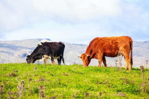 View of cows grazing in the Altesina mountain