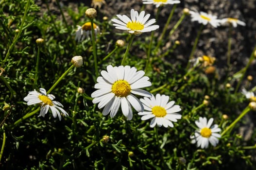 Some Fresh Yellow and White Camomilla Daisy Flowers