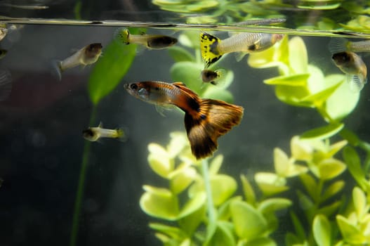 Guppy Multi Colored Fish in a Tropical Acquarium