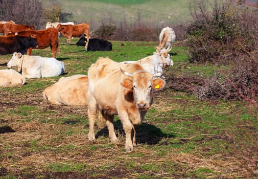 View of cows grazing in the Altesina mountain