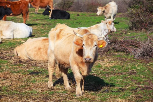 View of cows grazing in the Altesina mountain