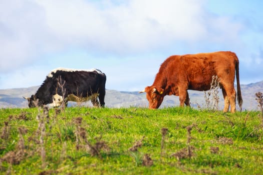 View of cows grazing in the Altesina mountain
