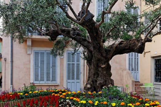 Saint-Maxime,village square with old olive tree,Cote d'Azur,Provence,South of France,Europe