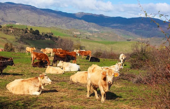 View of cows grazing in the Altesina mountain