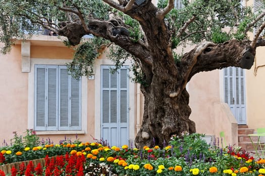 Saint-Maxime,village square with old olive tree,Cote d'Azur,Provence,South of France,Europe