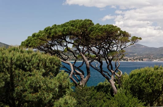 St-Tropez,view of the Gulf of St-Tropez,VG Aleppo pine,Pinus halepensis - Pinus halepensis,Aleppo Pine in Saint-Tropez,Golfe de St-Tropez,French Riviera,Southern France