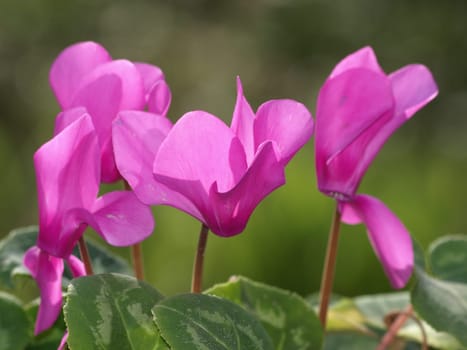 Cyclamen