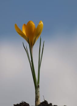 Krokus