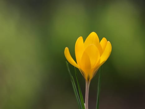 Krokus