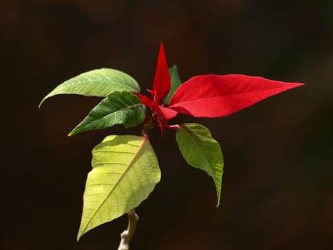 Poinsettia