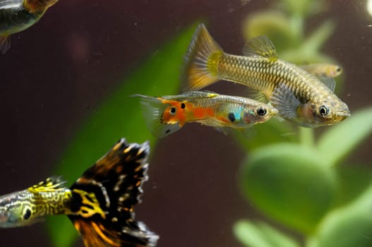Guppy Multi Colored Fish in a Tropical Acquarium