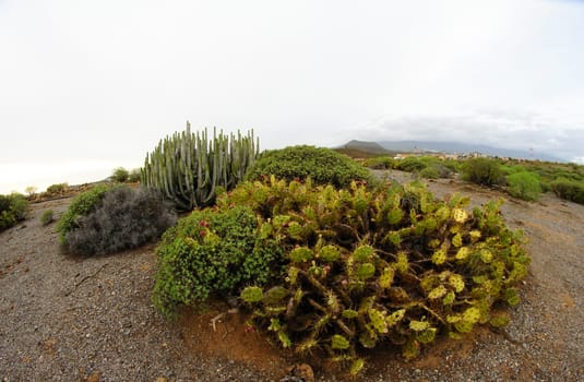 Green Succulent Cactus in the Desert Tenerife Canary Islands Spain