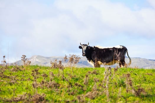 View of cow grazing in the Altesina mountain