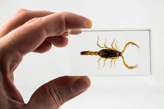 Pickled Golden Scorpion preserved in Formaldehyde on a White Background