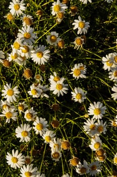 Some Fresh Yellow and White Camomilla Daisy Flowers