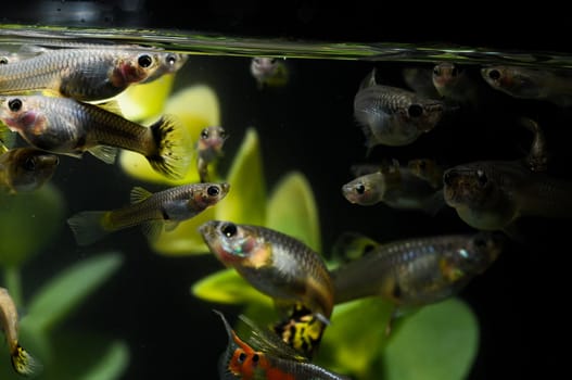 Guppy Multi Colored Fish in a Tropical Acquarium