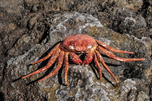 Orange Crab on Volcanic Rocks near the Atlantic Ocean