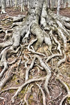 Root