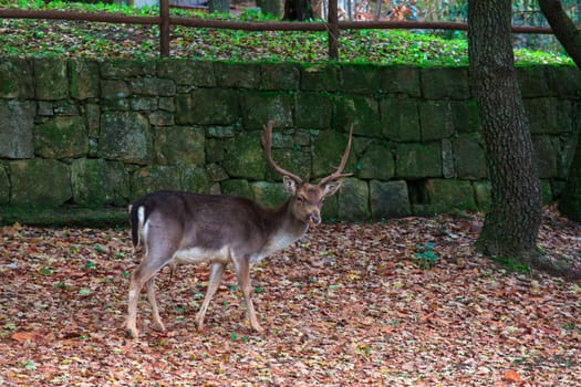 View of deer grazing, Altesina park in Sicily